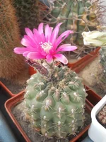 DSCN5589.webp