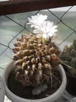 DSCN5494.webp
