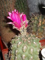 DSCN5564.webp