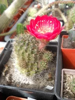 DSCN5493.webp