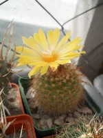 DSCN5492.webp