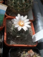 DSCN5491.webp