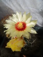 DSCN5490.webp