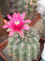 DSCN5489.webp