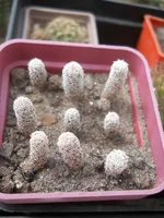 DSCN5445.webp