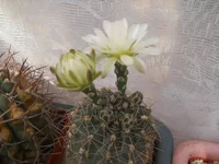 DSCN5450.webp