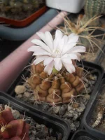 DSCN5488.webp