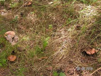 PICT0019.webp