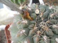 DSCN5598.webp