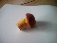 zOCMfrH0WxA.webp