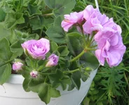 1-IMG_1884.webp