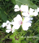 1-IMG_1867.webp
