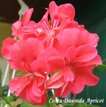 1-IMG_2216-001.webp
