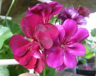1-IMG_2456.webp