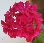 1-IMG_1961.webp