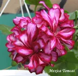 1-1-IMG_1890.webp