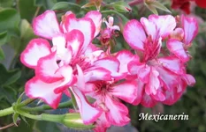 1-1-IMG_2851.webp