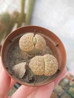 DSCN5610.webp