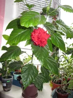 IMG_6245.webp