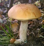 .webp