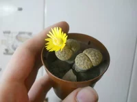 DSCN5626.webp
