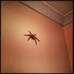 spider2.webp