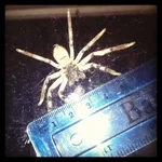 spider1.webp