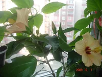 _1_10_09_вечер (2).webp