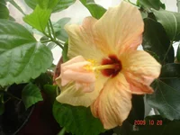 -розовый_27_10_09.webp