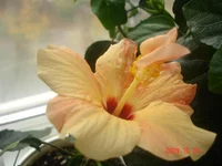 -розовый_27_10_09 (1).webp