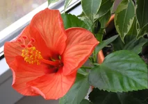 .webp