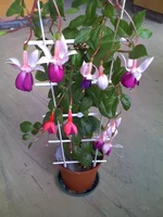 15-09-09_1622 fucsia.webp