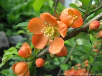 ayva_IMG_4235_edit.webp