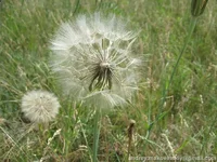 pechenegi_IMG_4995.webp
