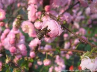mindal-pchela_IMG_4099.webp