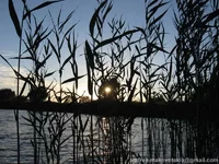 kamish_IMG_1958.webp
