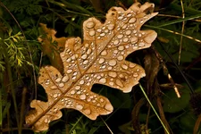 IMG_2337.webp