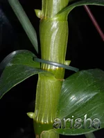DSCN4750.webp