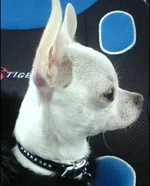 DSC00581 копия.webp