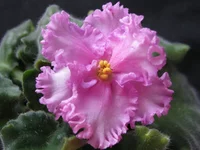 Ming dynasty (2).webp