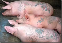 tatoo-pig-2.webp