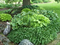 hosta-bed-by-tree-800.webp