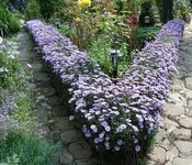 vidi zvetnikov-7.webp