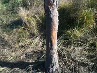 IMG_1053[1].webp