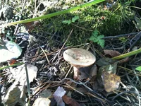 IMG_1056[1].webp