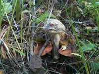 IMG_1061[1].webp