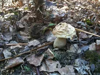 IMG_1062[1].webp