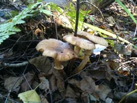 IMG_1066[1].webp