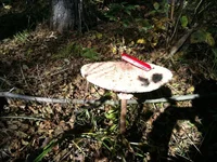 IMG_1069[1].webp