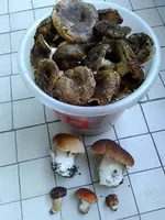 .webp